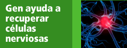 Gen ayuda a recuperar células nerviosas