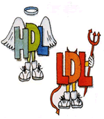 HDL & LDL