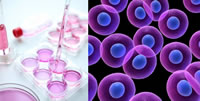 Advierten sobre tratamientos con células madre potencialmente dañinos